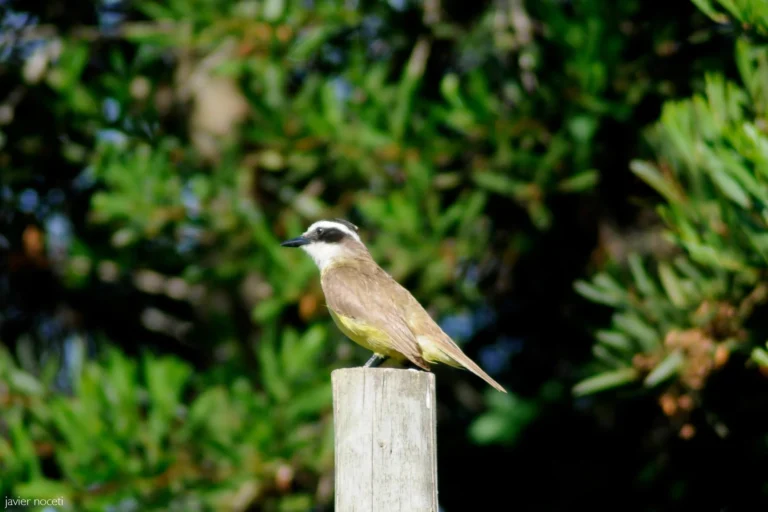 126-fauna-nativa-entorno-natural-punta-colorada