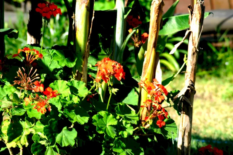 129-jardin-florido-entorno-natural-bungalows-punta-colorada-03
