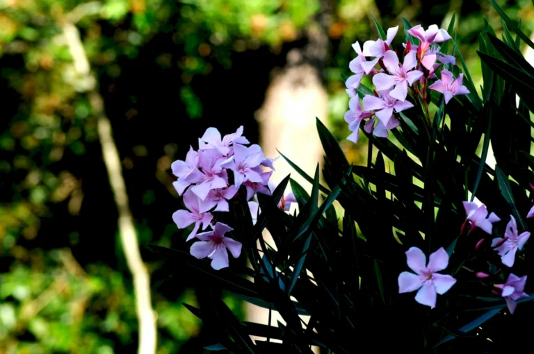 130-jardin-florido-entorno-natural-bungalows-punta-colorada-04