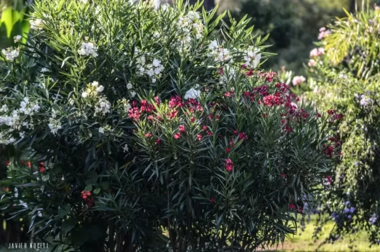 131-jardin-florido-entorno-natural-bungalows-punta-colorada-05