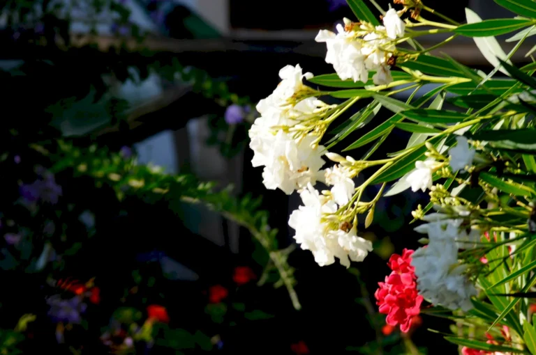132-jardin-florido-entorno-natural-bungalows-punta-colorada-06