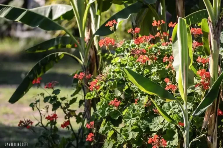 133-jardin-florido-entorno-natural-bungalows-punta-colorada-07
