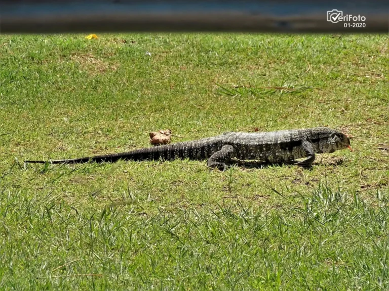 139-fauna-nativa-entorno-natural-punta-colorada-04